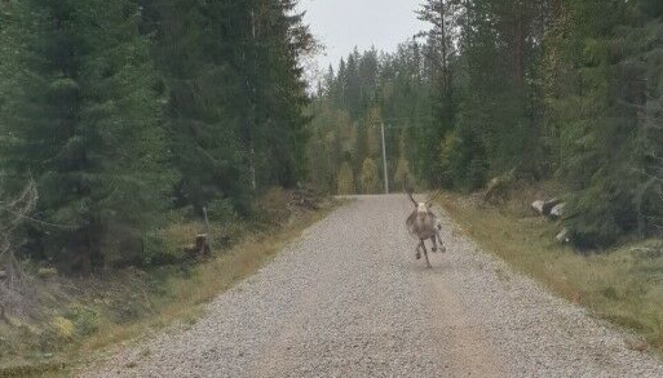 Et reinsdyr dukket plutselig opp midt mellom Øyermoen og Lundersæter torsdag formiddag.