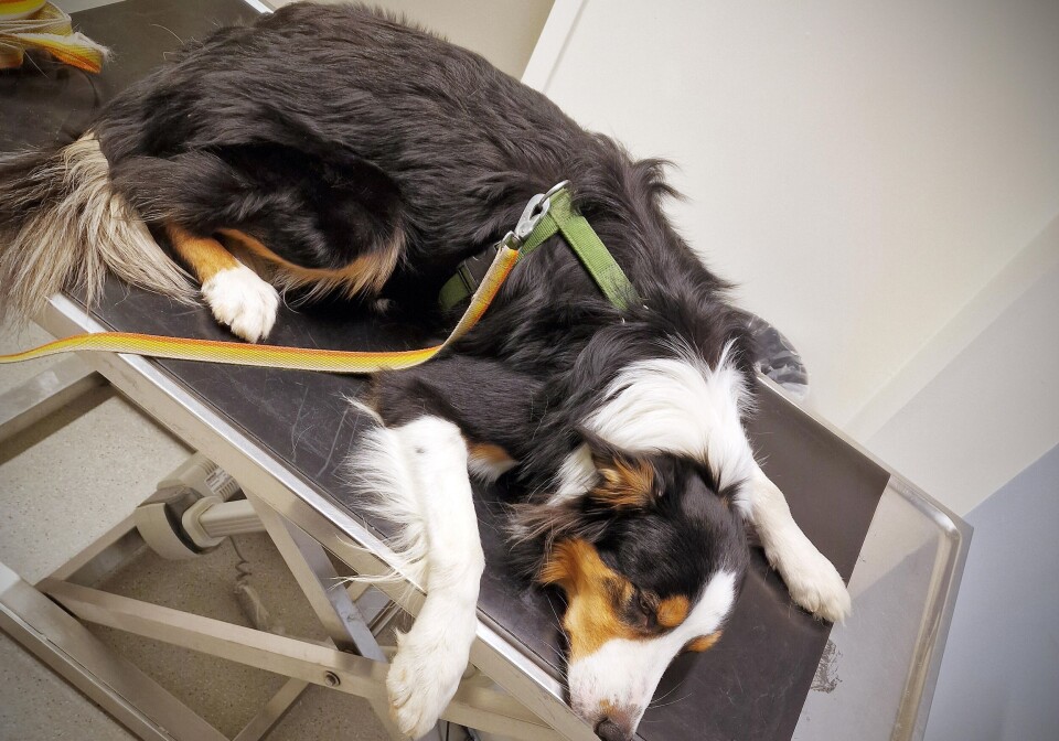 Hund, helse og adferd