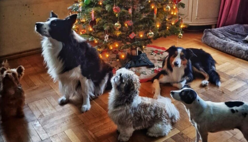 Hjem til jul?
