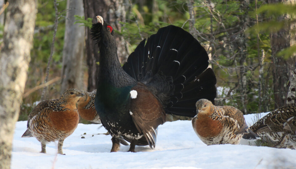 Varaldskogen er et av 30 skogsfuglterreng som er med i det store forskningsprosjektet til Statskog. .