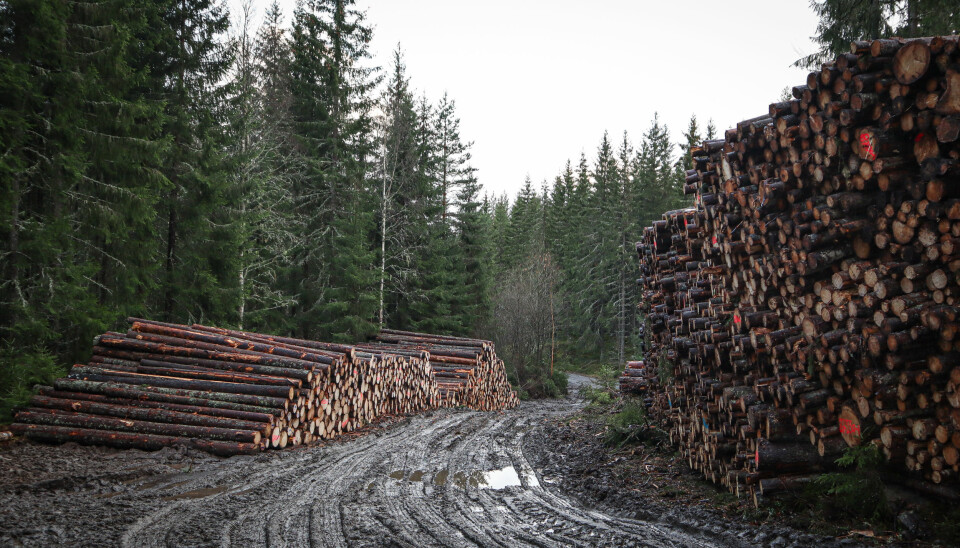 Tømmeret kan hope seg opp langs skogsbilveier i vinter. Her fra Dragalvika på Austmarka.