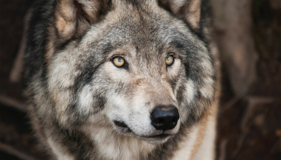 Elgå-ulven som ble bedøvet og flydd inn i ulvesonen i Kongsvinger, har igjen beveget seg ut av ulvesonen. Nå ønsker Sp, med støtte fra Frp, å felle ulven.
