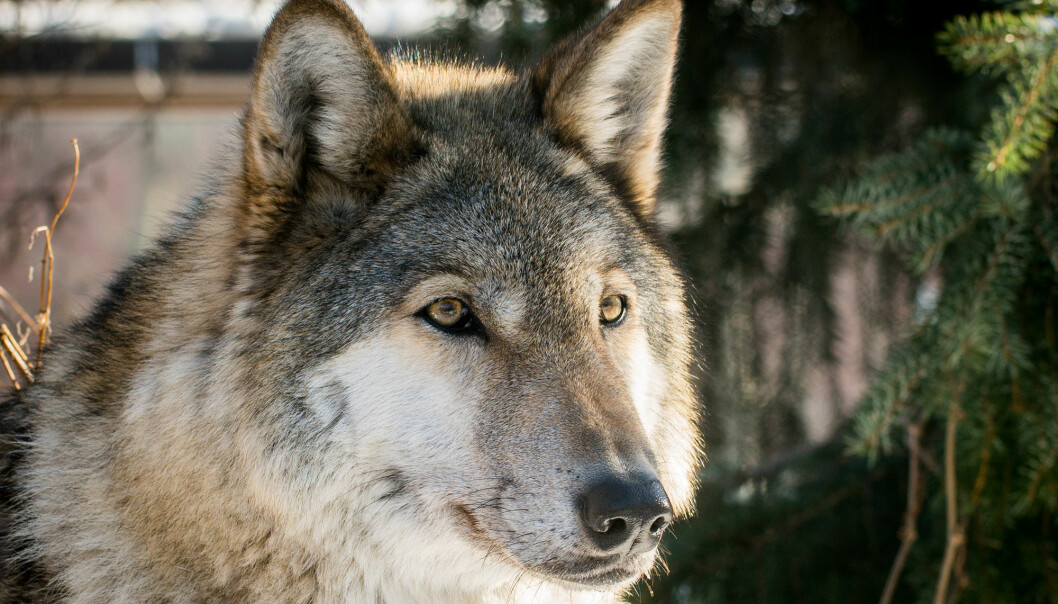 Offisielt er det nå åtte norske ulvekull, som er flere enn Stortingets mål på 4-6 årlige ulvekull.