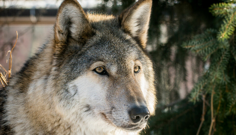 De aller fleste ulvene er dokumentert i Sørøst-Norge i fylkene Innlandet og Viken.