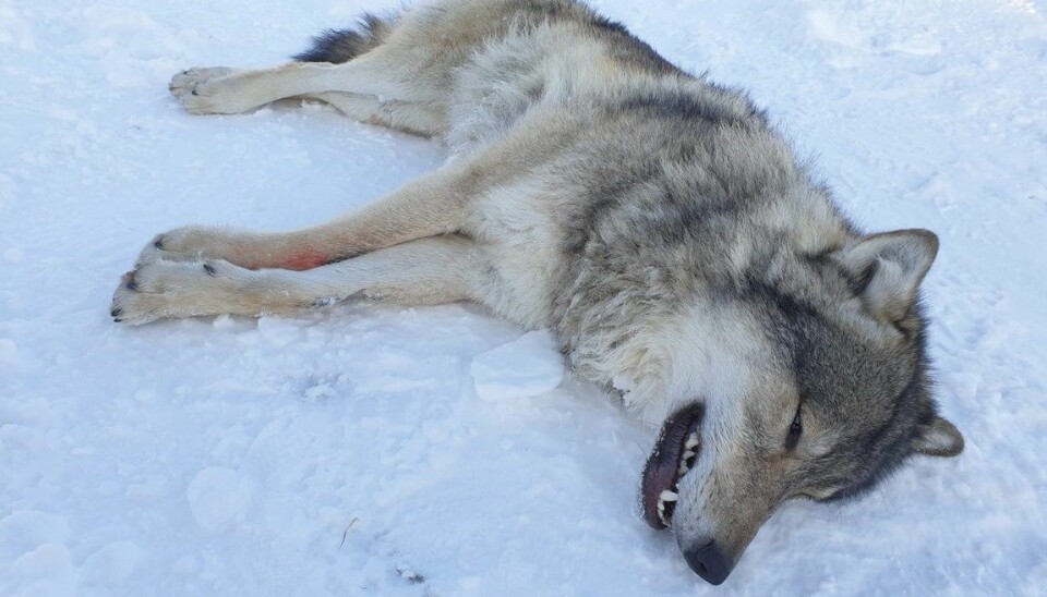 Elgå-ulven som i sin tid ble fløyet i helikopter og sluppet løs i Kongsvinger kan nå skytes utenfor ulvesona.