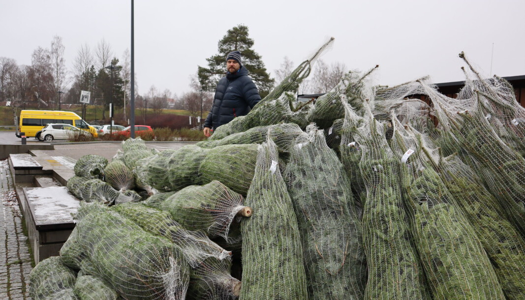 I en stor haug av juletrær jobber Leif Ivar Aanerud fra KIL Turn med å finne frem rett tre til en kunde. I en stor haug av juletrær jobber Leif Ivar Aanerud fra KIL Turn med å finne frem rett tre til en kunde.