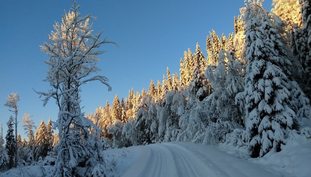 Slik var skiforholdene ved Speismark mandag. Slik var skiforholdene ved Speismark mandag.