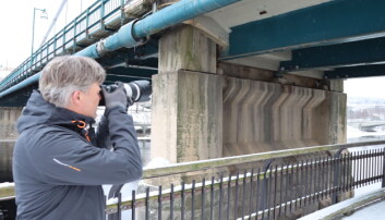 Tom Jørgensen tar mange bilder ute. Her fotograferer han duer under brua. Tom Jørgensen tar mange bilder ute. Her fotograferer han duer under brua.