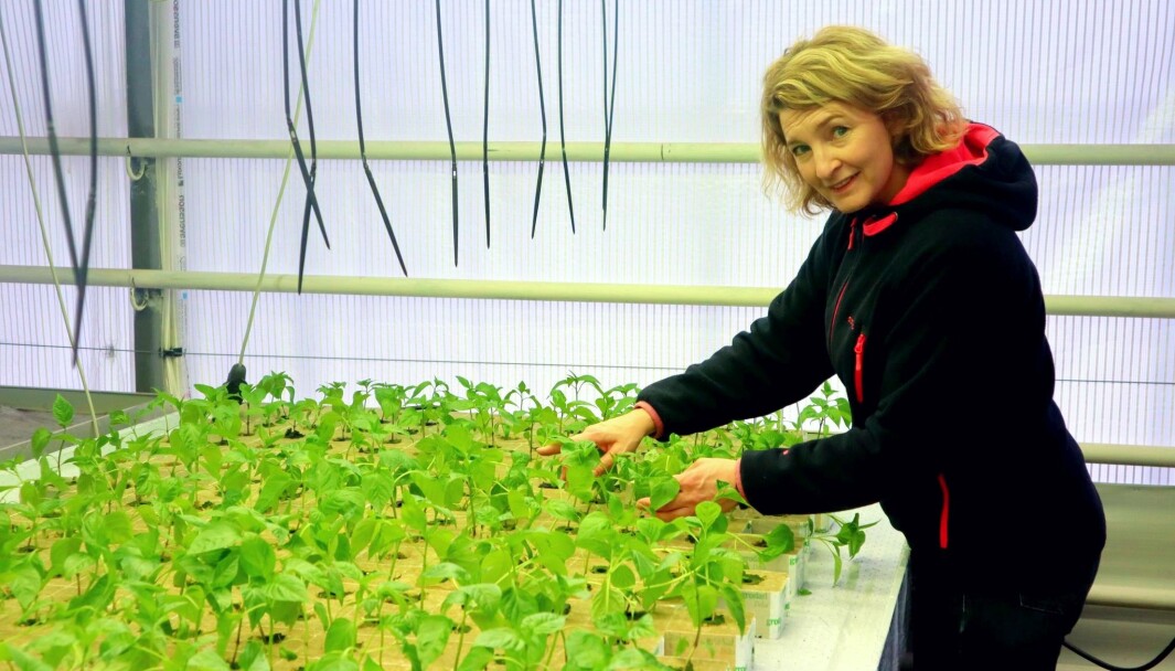 Paprikaen er allerede sådd, og i mars skal blomstene plantes sier Anette Skarstad Paprikaen er allerede sådd, og i mars skal blomstene plantes sier Anette Skarstad
