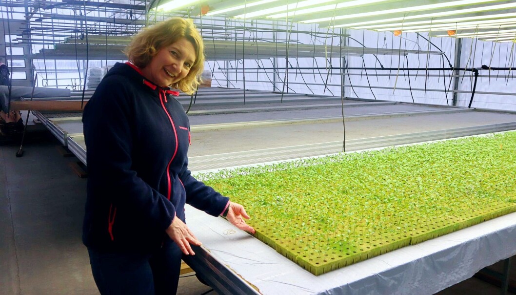 Også tomatene er sådd, og Anette Skarstad håper å ha røde tomater klare for salg 1. mai. Også tomatene er sådd, og Anette Skarstad håper å ha røde tomater klare for salg 1. mai.
