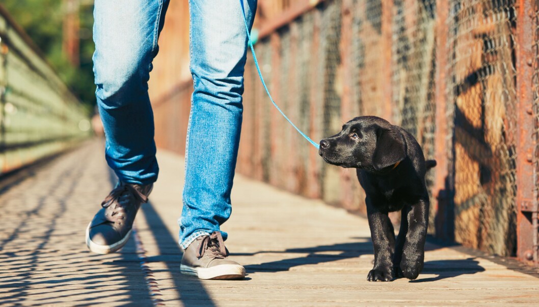 Hundeekspert Jan Mohn Andreassen mener det er viktig å ta hensyn til hunden når du skal gå tur. Hundeekspert Jan Mohn Andreassen mener det er viktig å ta hensyn til hunden når du skal gå tur.