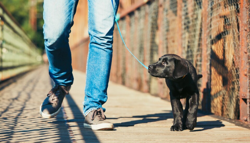 Hundeekspert Jan Mohn Andreassen mener det er viktig å ta hensyn til hunden når du skal gå tur.