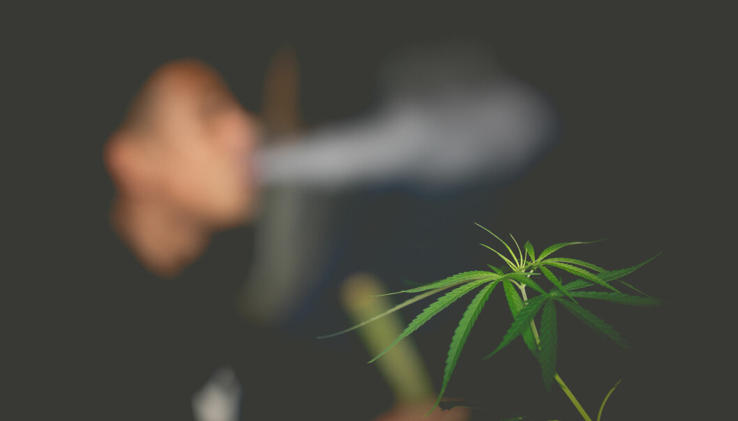 Kongsvinger-mann dyrket cannabis-planter hjemme.