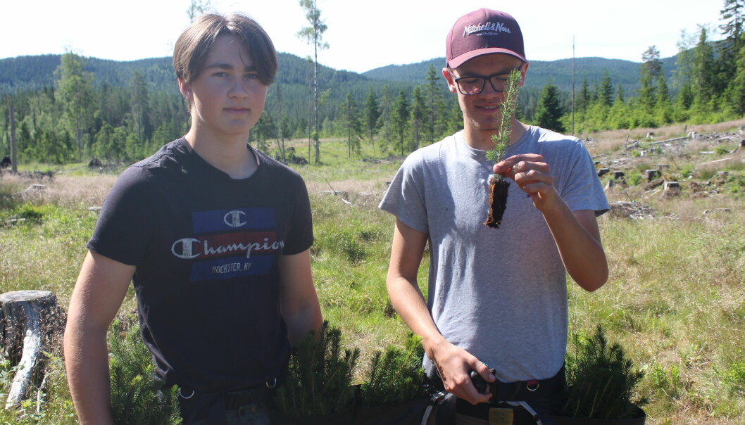 Emil Tronbøl Årnes og Gunnar Roverudseter viser frem en foryngelsesplantene de har blitt hyret inn for å plante. I området vi møtte dem i anslår de at de skal plante rundt 4000 denne sommeren.