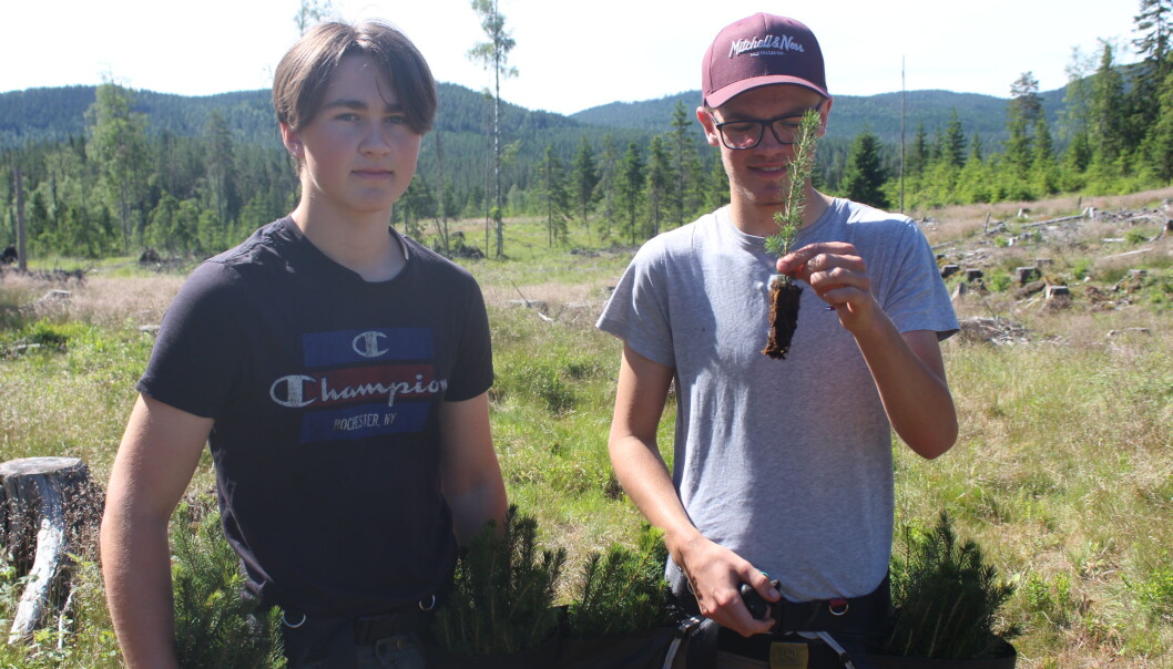 Emil Tronbøl Årnes og Gunnar Roverudseter viser frem en foryngelsesplantene de har blitt hyret inn for å plante. I området vi møtte dem i anslår de at de skal plante rundt 4000 denne sommeren. Emil Tronbøl Årnes og Gunnar Roverudseter viser frem en foryngelsesplantene de har blitt hyret inn for å plante. I området vi møtte dem i anslår de at de skal plante rundt 4000 denne sommeren.