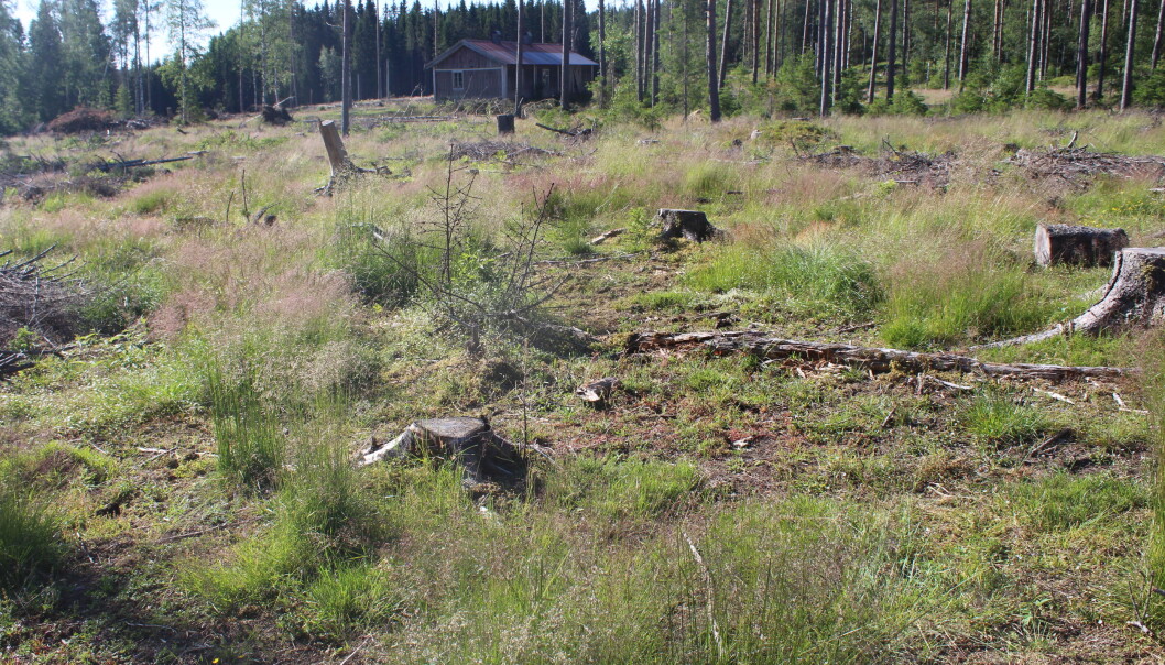 Ved stubben midt på bildet kan en av de overlevende granplantene i det første plantefeltet bli sett. Hanestad forklarer at denne trolig har overlevd fordi kuene ikke har villet legge seg ned på stubben. Ved stubben midt på bildet kan en av de overlevende granplantene i det første plantefeltet bli sett. Hanestad forklarer at denne trolig har overlevd fordi kuene ikke har villet legge seg ned på stubben.
