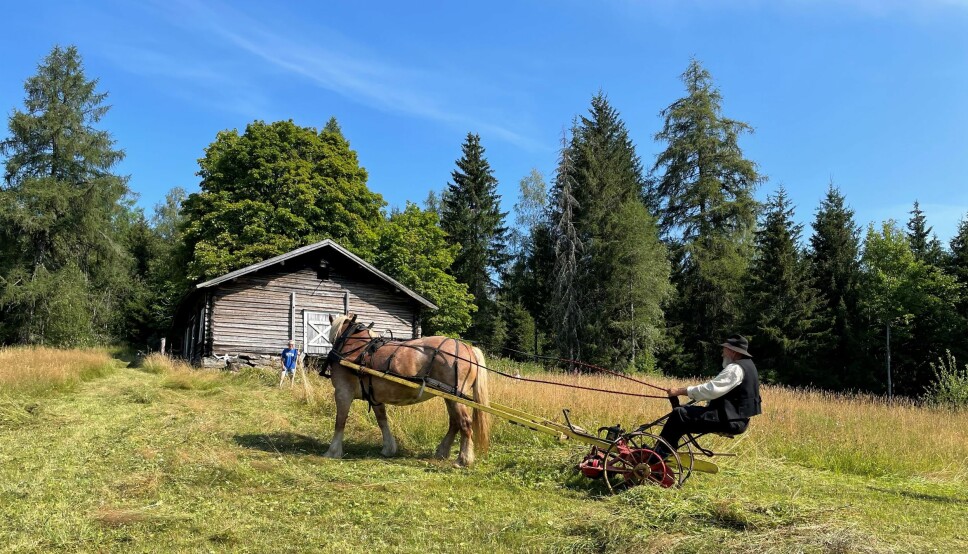 Hestekaren Odd Roar Stenby fra Blaker hadde tatt med seg Dølahesten Tømtevår til Varaldskogen for å vise fram gamle slåtteteknikker.