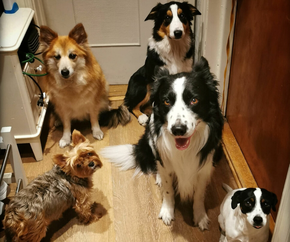 Artikkelforfatterens fem hunder, hvorav fire av dem er omplasseringshunder.