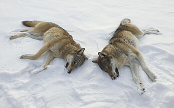 Innstiller på å felle ulv i vinter