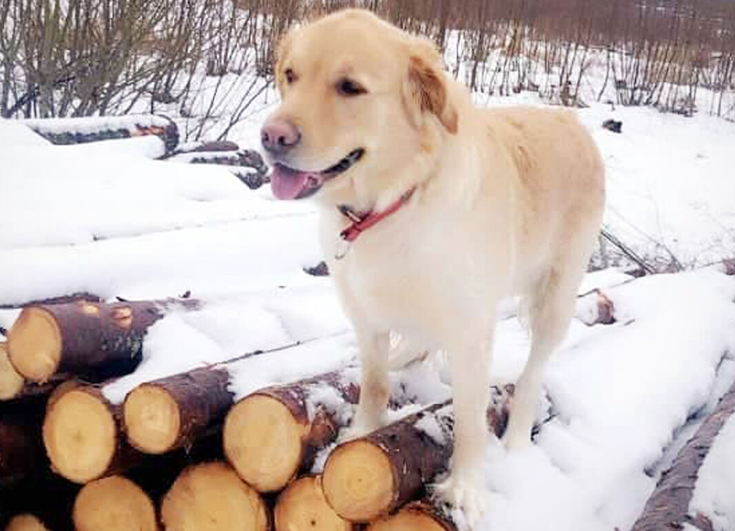 Dette er Vilma, en tilsynelatende glad og lykkelig hund. Dette er Vilma, en tilsynelatende glad og lykkelig hund.
