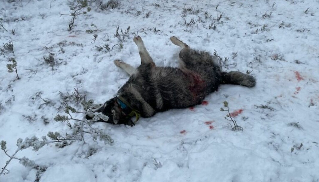 Dette triste synet møtte Erik Veiby da han fant sin trofaste jakthund Tico drept av fire-fem ulver.