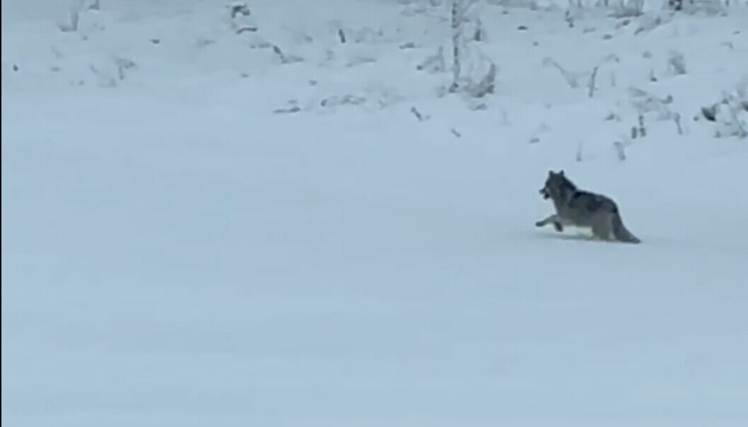 Skjermdump av filmen som viser ulven ved Lierkrysset. Se hele filmen i saken.