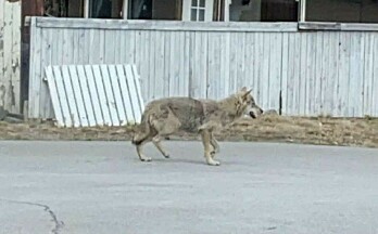 Her vandrer ulven rundt i byen