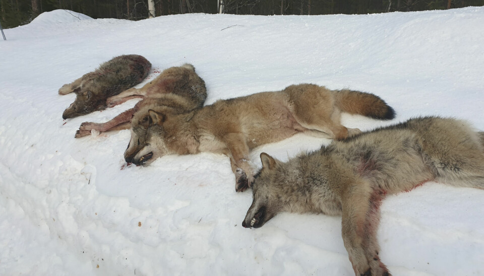 Fire av de seks ulvene i Letjennareviret i Elverum i Hedmark som ble skutt i mai 2021. Årets lisensjakt i revirene Juvberget, Kockohonka og Ulvåa er nå stanset av Oslo tingrett.