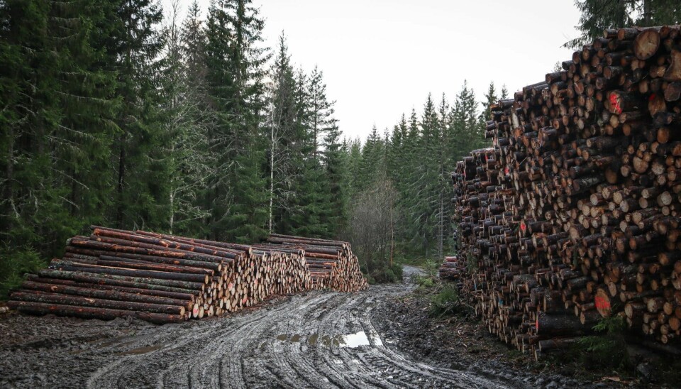 Det ble hogd mye tømmer i norske skoger i 2022, men avvirkningen var mindre i Eidskog og Kongsvinger