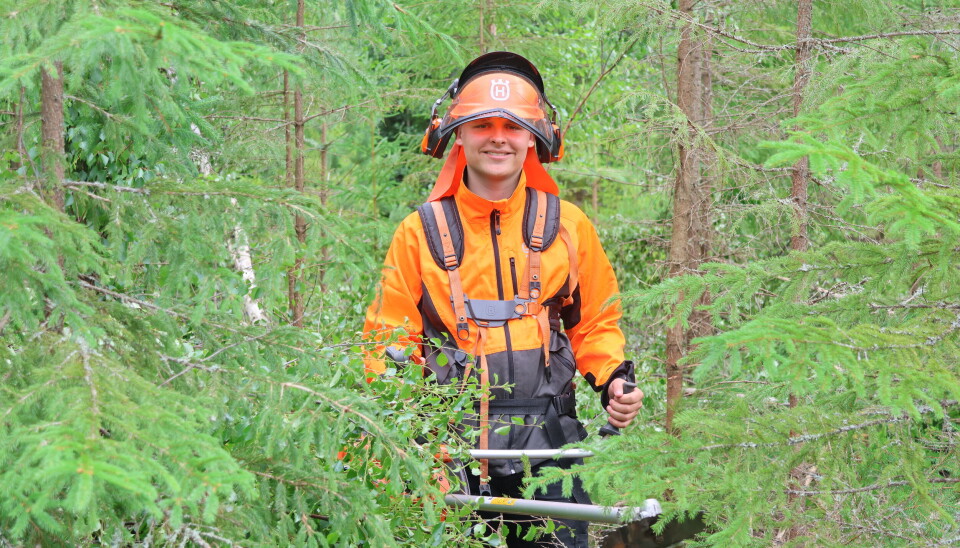 Jesper Fagernes håndterer ryddesaga effektivt, og kratt og småskog ramler overende rundt han slik at skogen får bedre vekstforhold. .