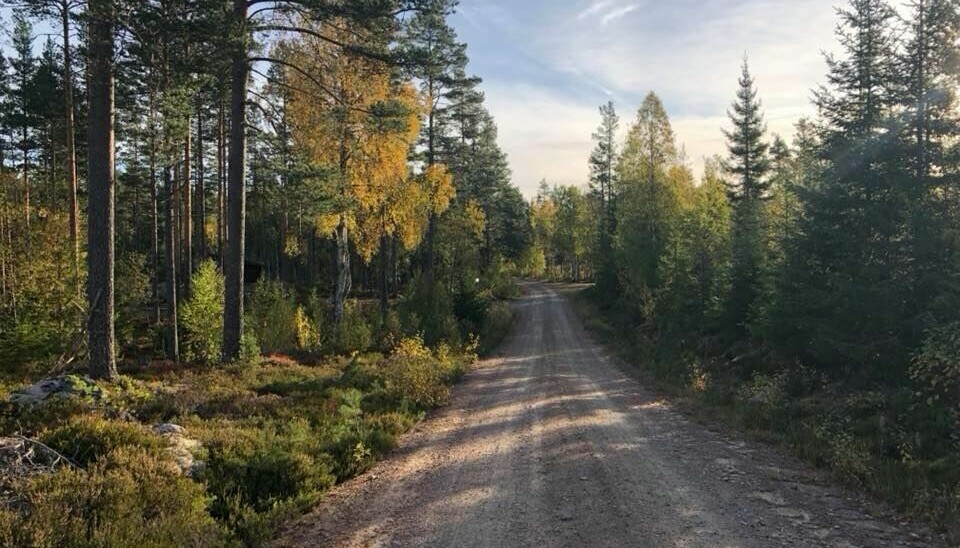 Impregnert trelast som Kongsvinger Jeger og fiskeforening hadde lagret på Varaldskogen, har i løpet av uka blitt stjålet.