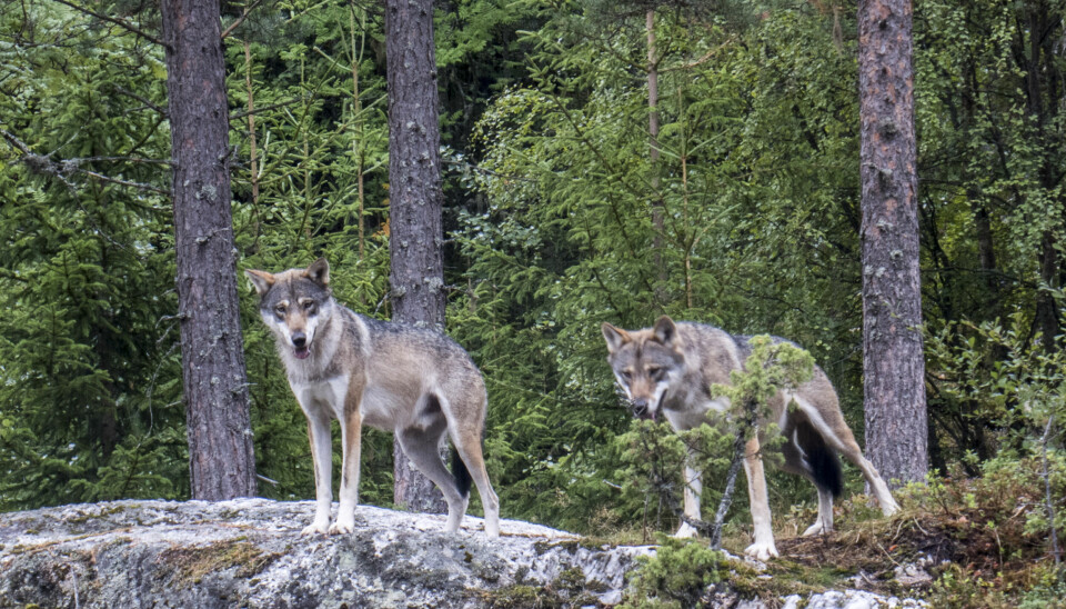 Seks av ulvene man har vedtatt å felle holder til i Rafjellet-reviret som ligger i Kongsvinger og Grue kommune.