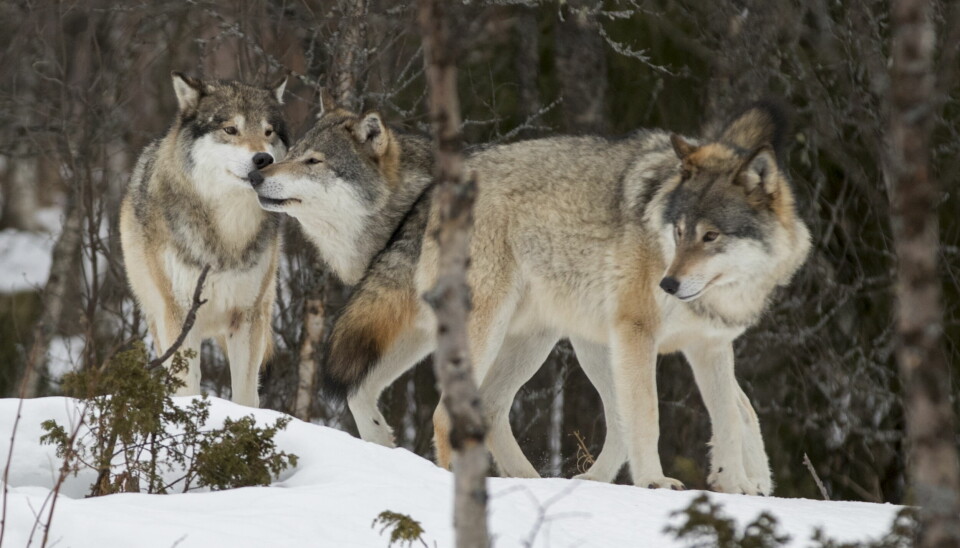 Seks ulv skal felles i det som heter Rafjell-reviret.