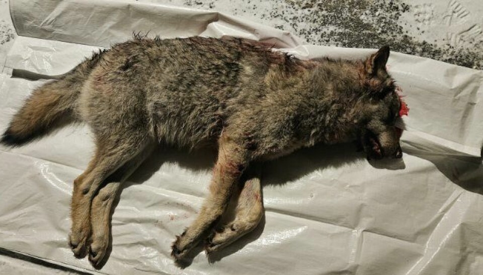 Denne ulven ble felt i Rafjelletreviret tirsdag.