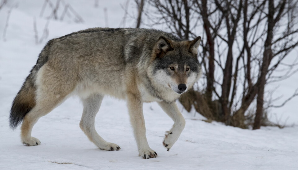 En hunnulv ble mandag ettermiddag felt i Rafjell-reviret. Dermed har fellingslaget felt fem av totalt seks ulver som Klima- og miljødepartementet har fattet vedtak om.